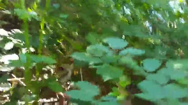 The Hot Bear Experience: A Steamy Sucking Scene