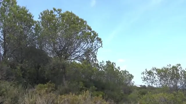 Bears fuck by the sea