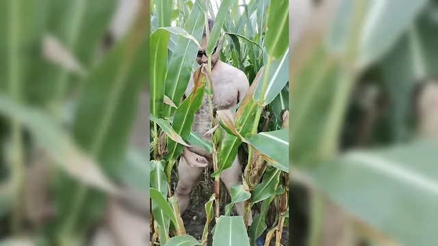 bigcockmasturbation: solo boy masturbating in corn