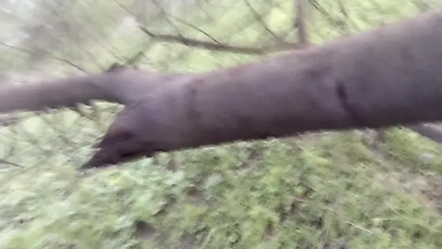 Big cock man amateur outdoors fantasy in the forest: hot boy excitedly playing nipples and climbing a tree for hard jungle sex